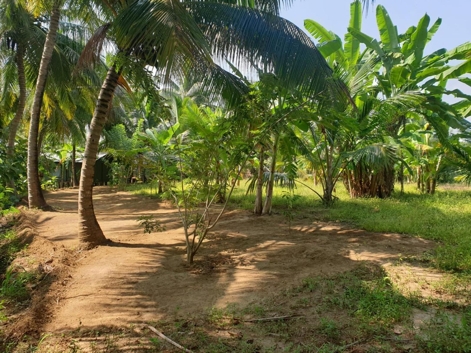 Coconut Camp Udawalawe Luxury tent *