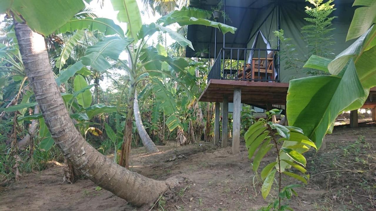 Coconut Camp Udawalawe Luxury tent